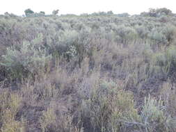 Image of Russian Knapweed