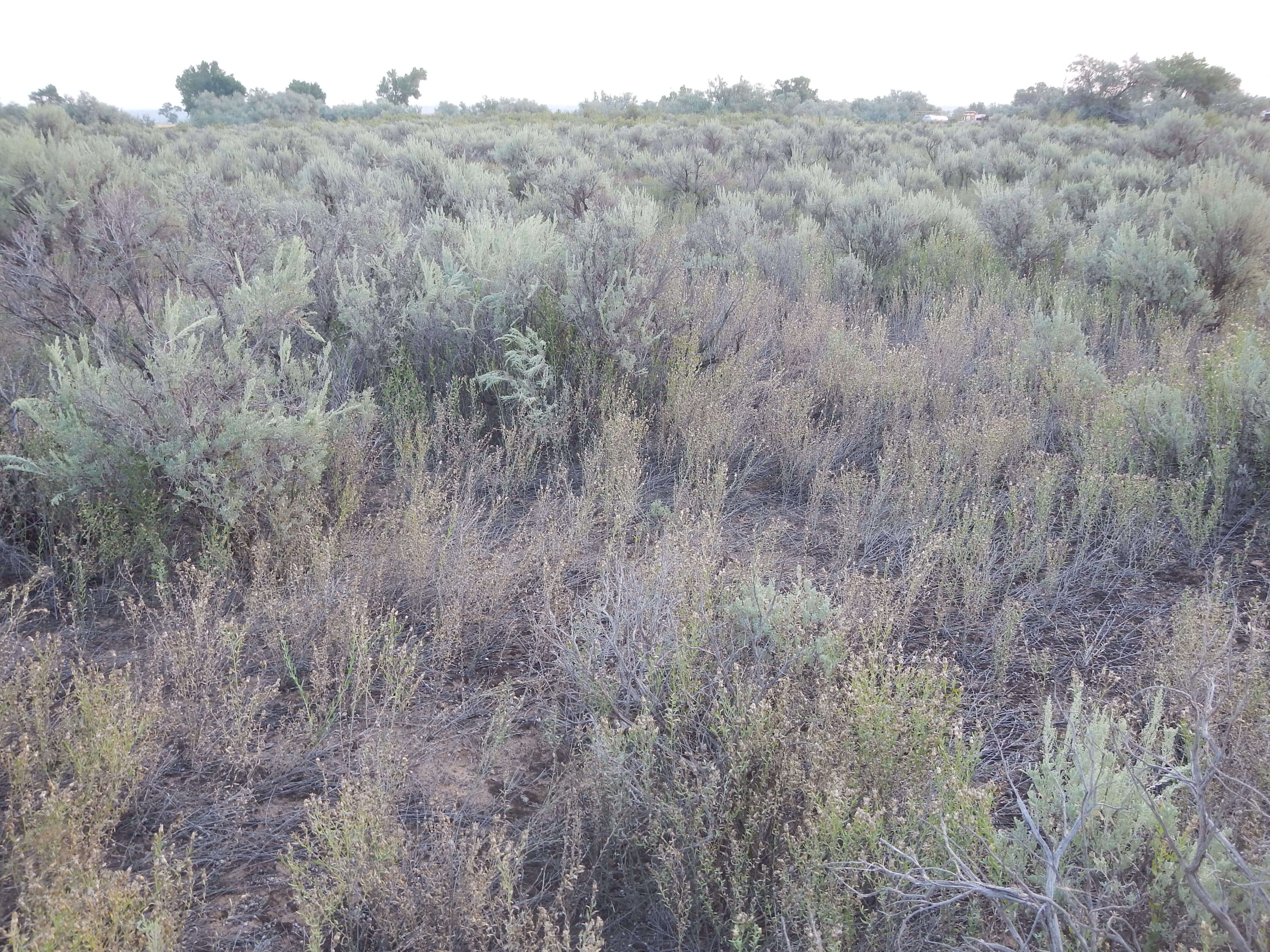 Image of Russian Knapweed