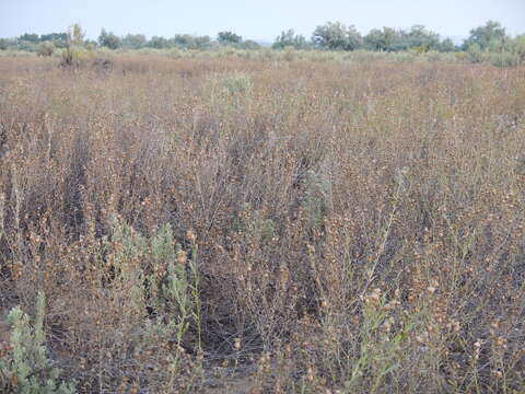 Image of Russian Knapweed