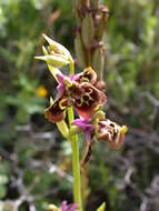 Image of Ophrys holosericea