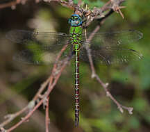 Image of Blue-faced Darner