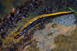 Image of Coeur d'Alene Salamander