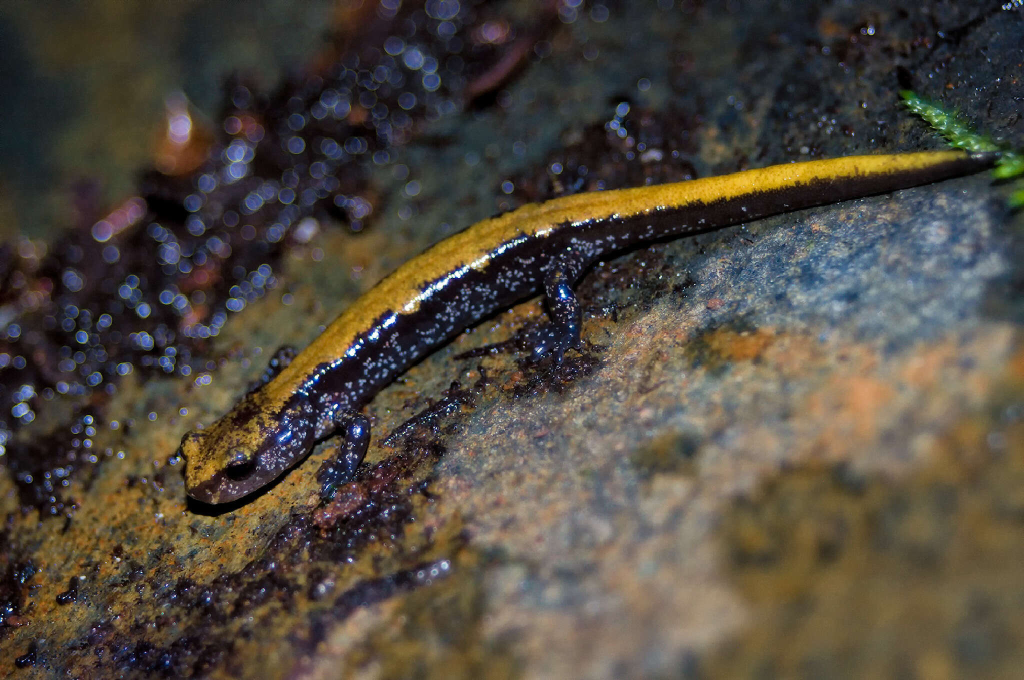 Image of Coeur d'Alene Salamander