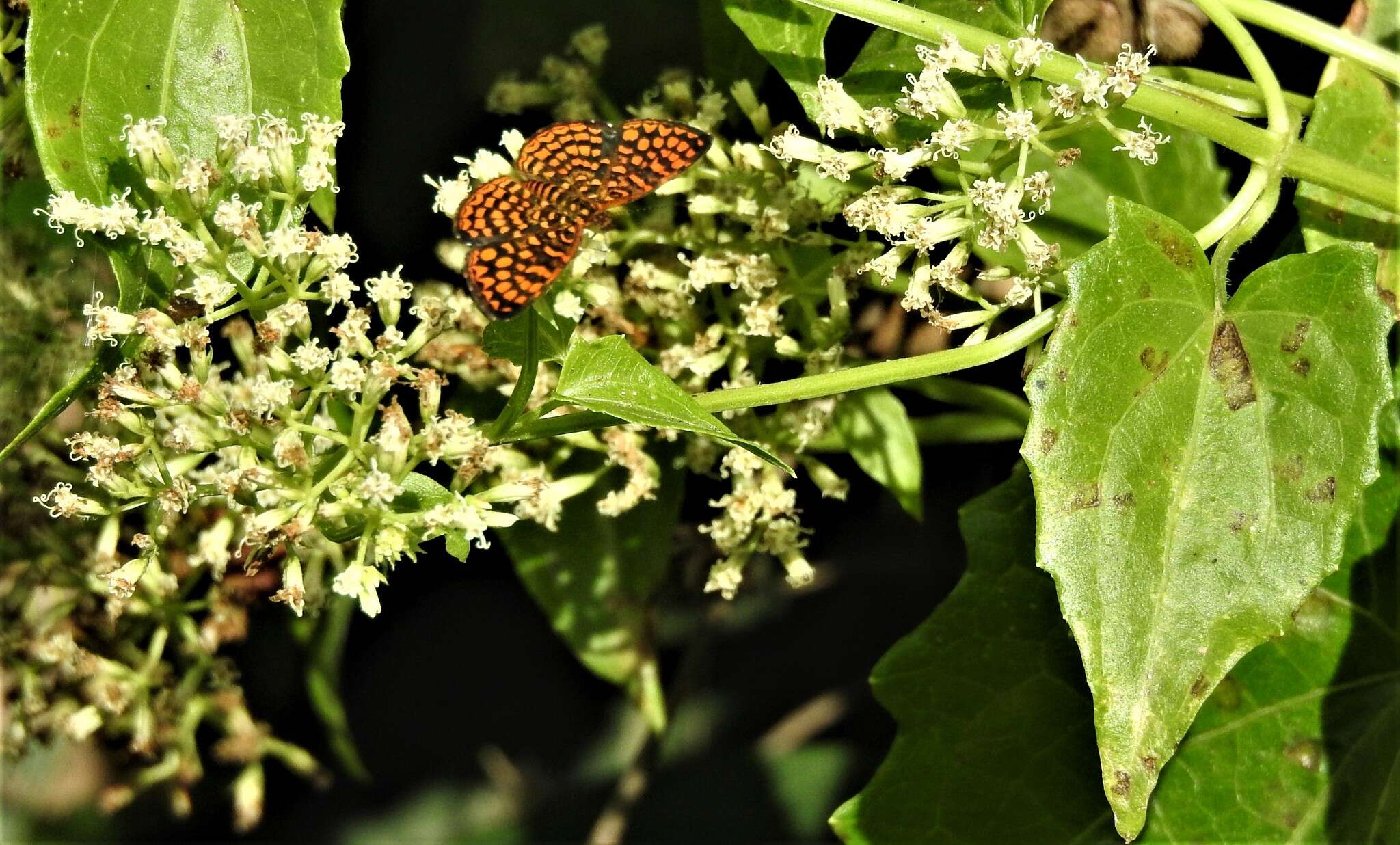 Image of Antillea pelops Drury 1773