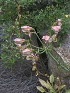 Image of Alstroemeria magnifica Herb.