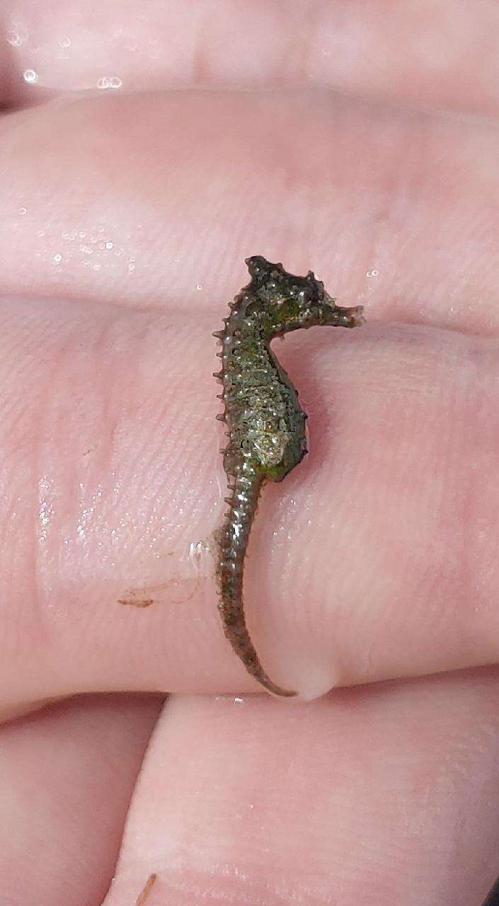 Image of Dwarf Seahorse