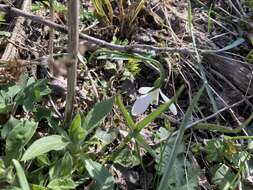 Image of Galanthus angustifolius Koss