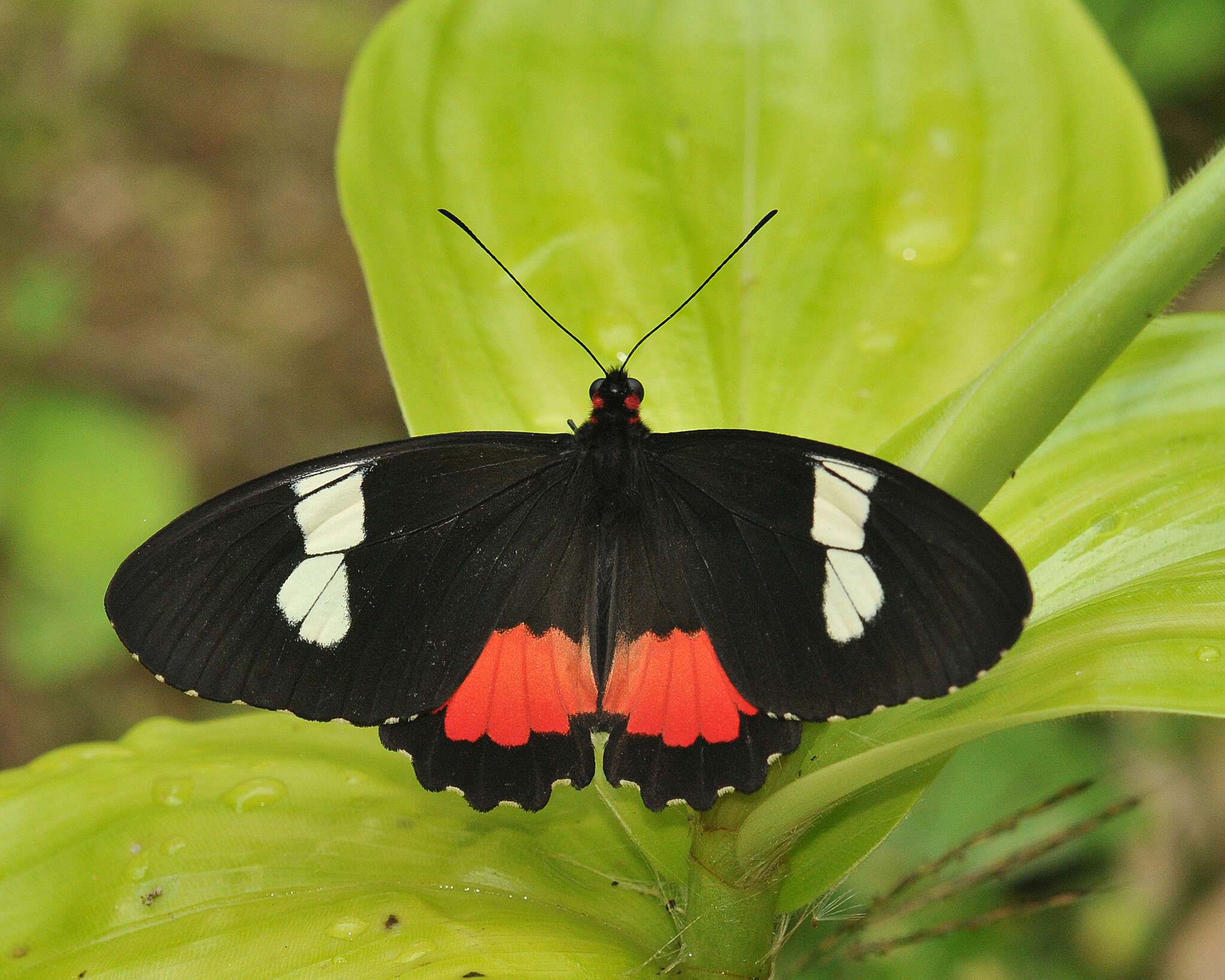 صورة Parides panares (Gray (1853))