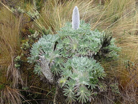 Image of Lupinus alopecuroides Desr.