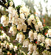 Image of Erica glomiflora Salisb.