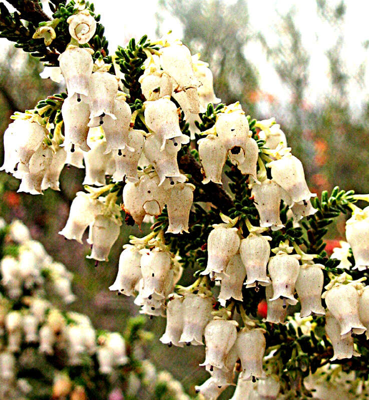 Image of Erica glomiflora Salisb.