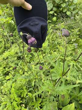 Image of Cirsium schantarense Trautv. & C. A. Mey.