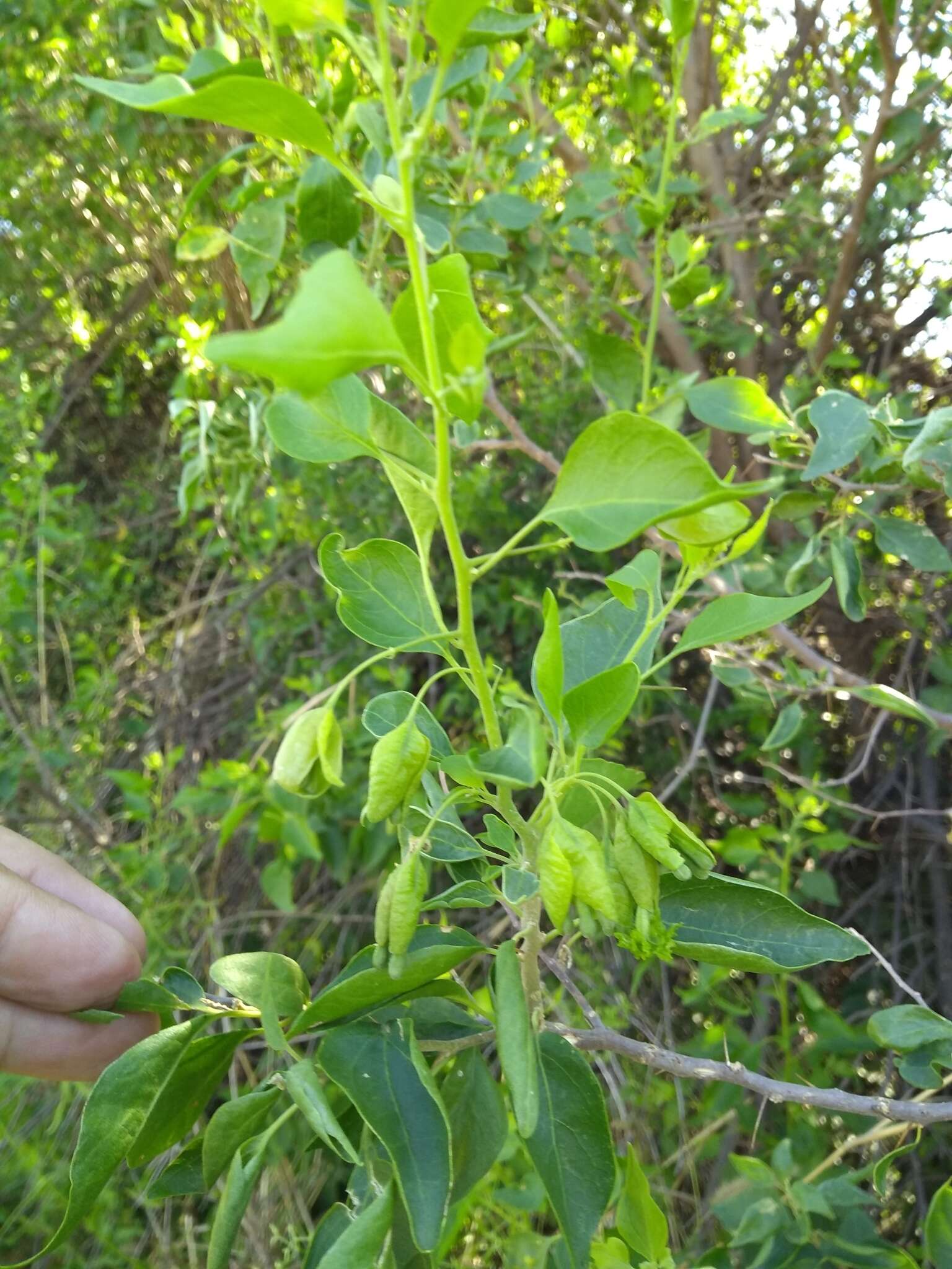 Слика од Bougainvillea stipitata Griseb.