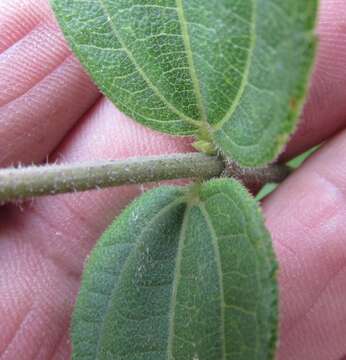 Слика од Helianthus hirsutus Rafin.