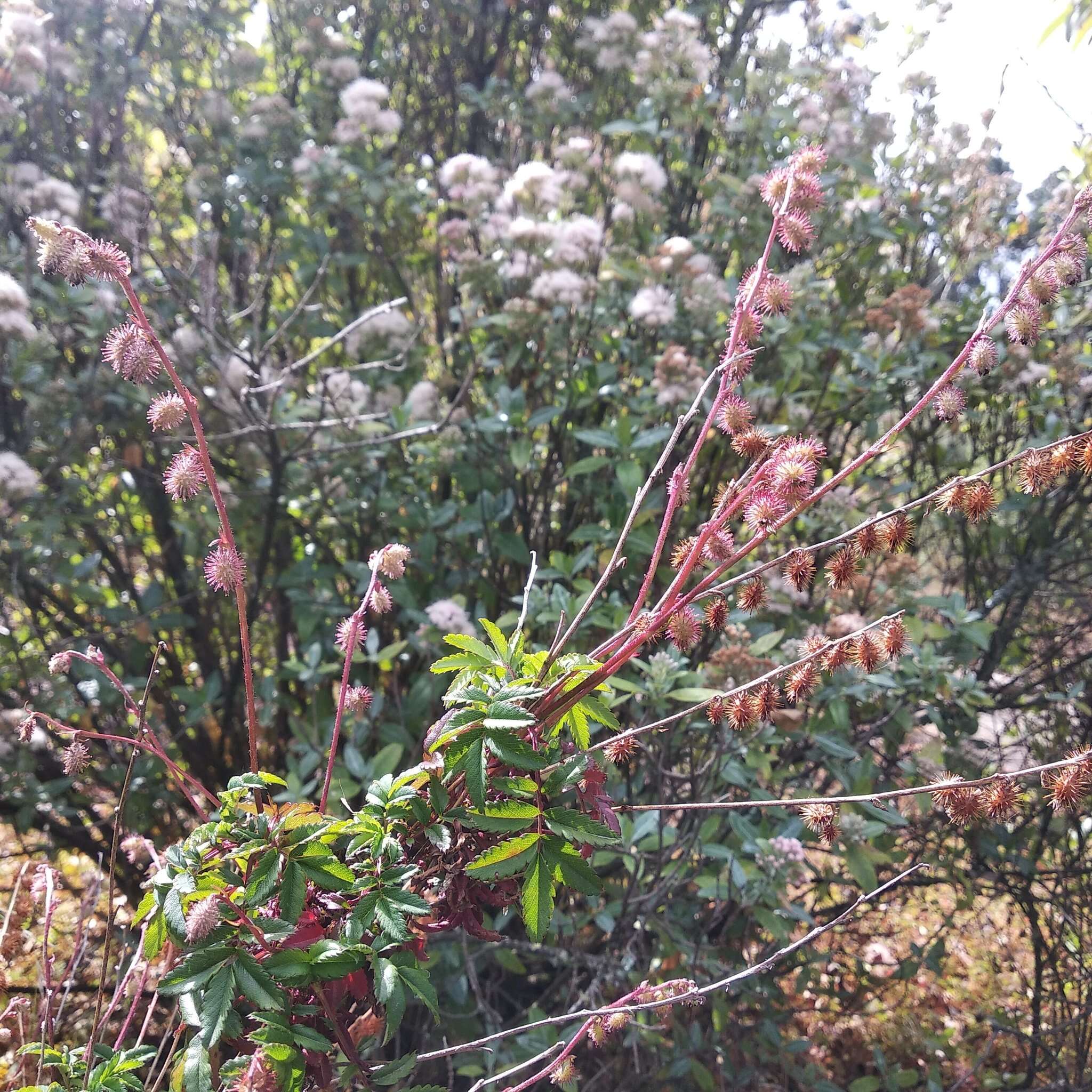 Image of Acaena elongata L.