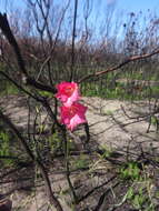 Image of Gladiolus meridionalis G. J. Lewis