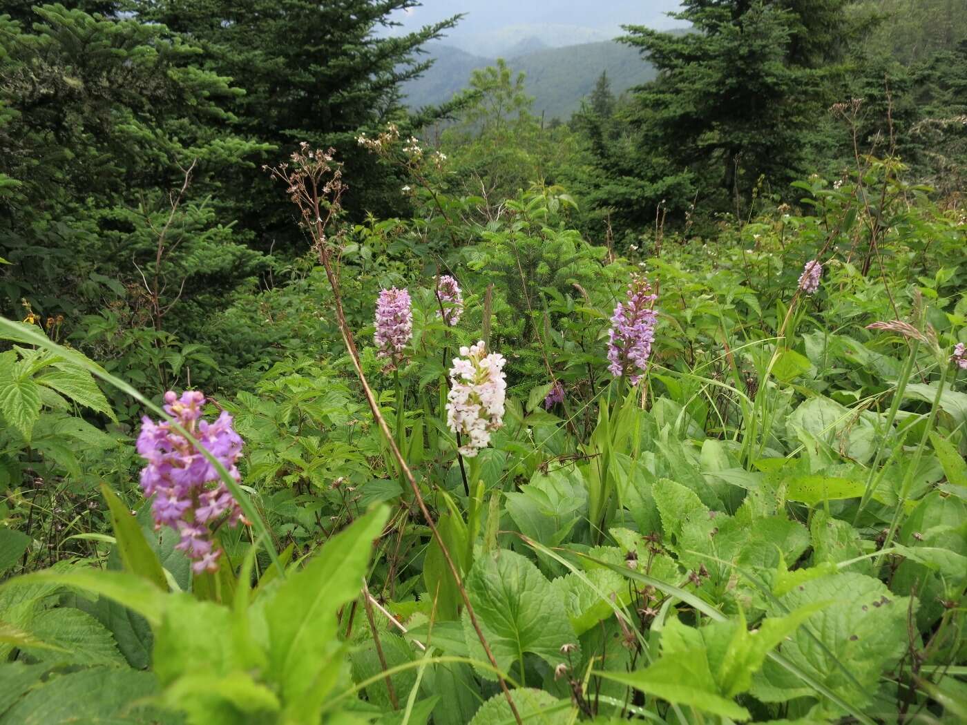 Imagem de Platanthera psycodes (L.) Lindl.