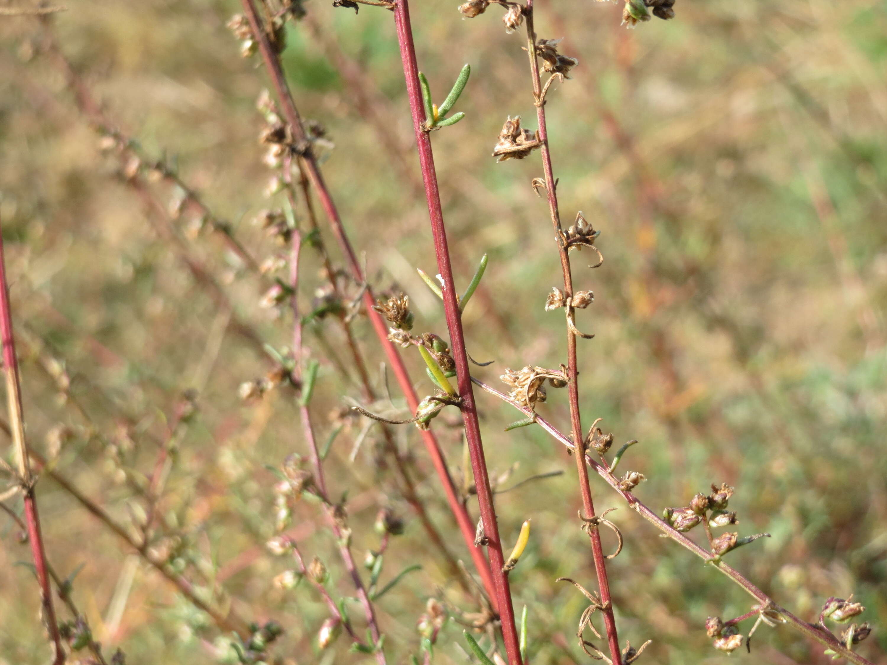 Image of field sagewort