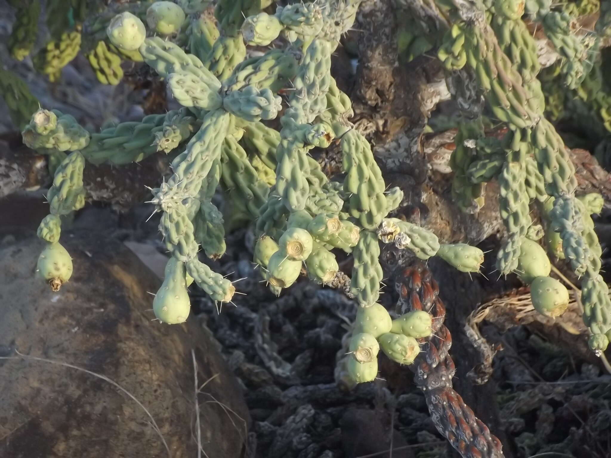 Image of Cylindropuntia cholla (F. A. C. Weber) F. M. Knuth