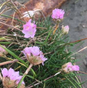 Image of thrift seapink