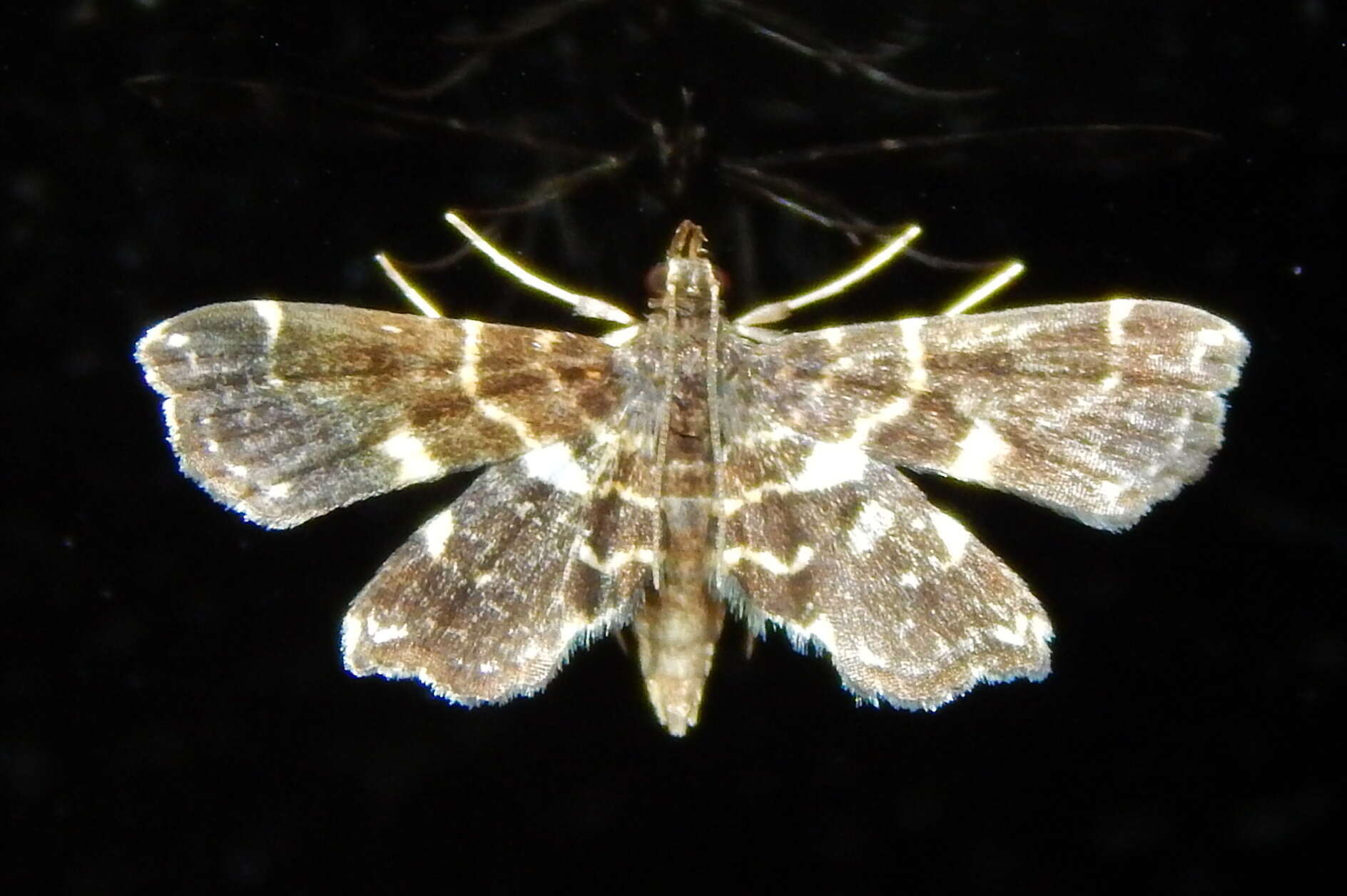 Image of Undulambia polystichalis Capps 1965