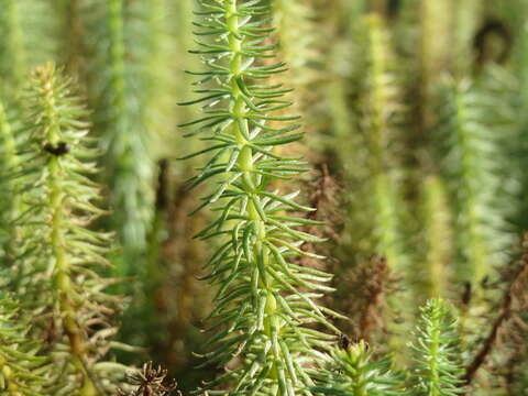 Image of Mare's Tail