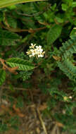 Image of Pimelea acra C. J. Burrows & de Lange