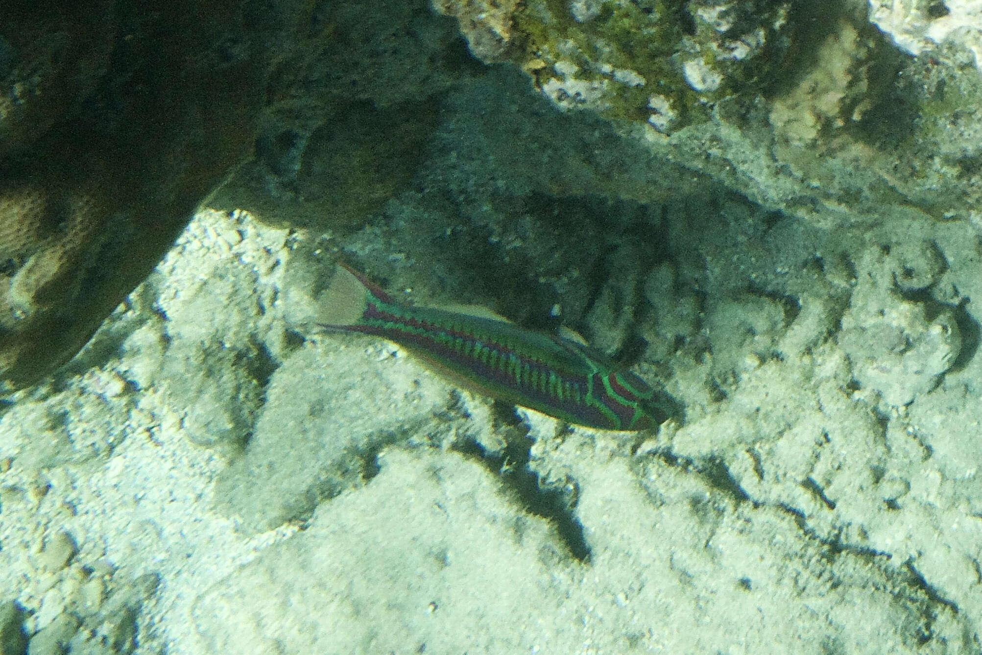 Image of Five striped surge wrasse