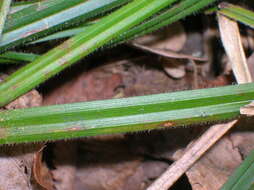 Image of Carex pilosa Scop.