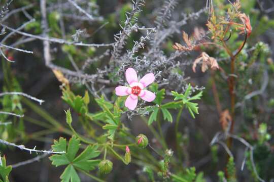 Image of Pelargonium incarnatum (L.) Moench