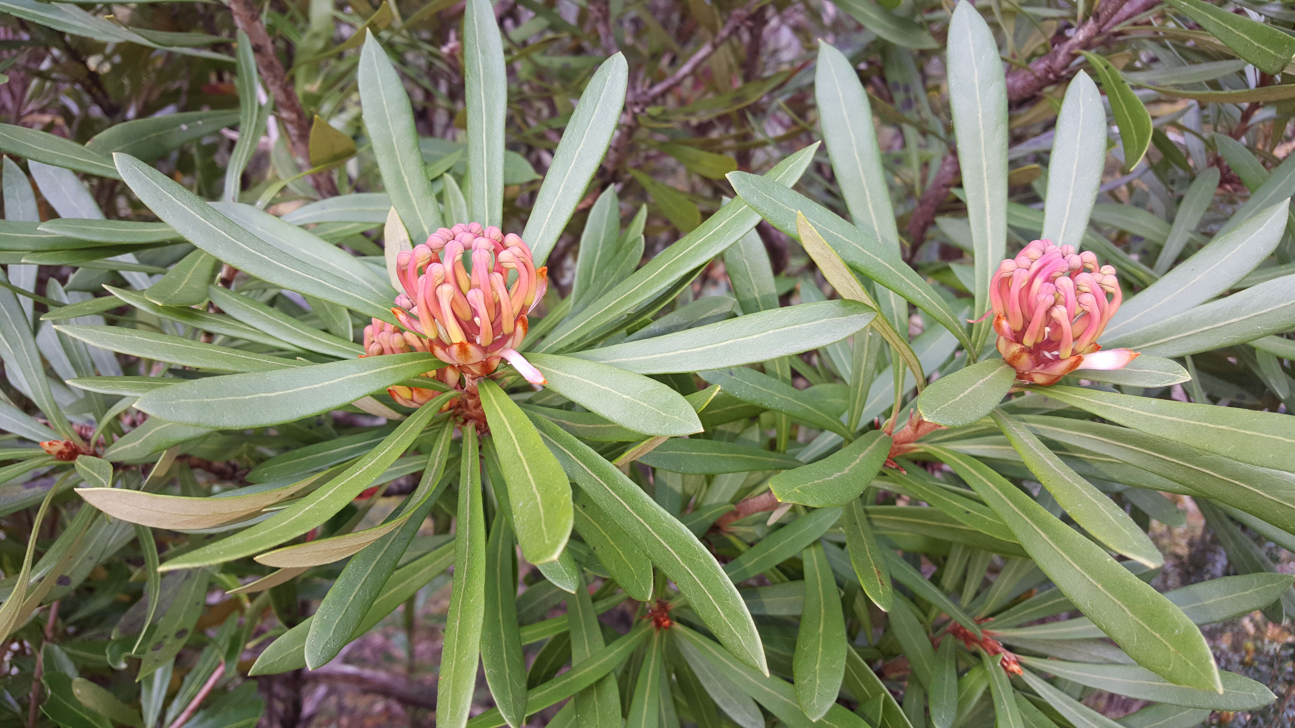 Image of Telopea truncata (Labill.) R. Br.