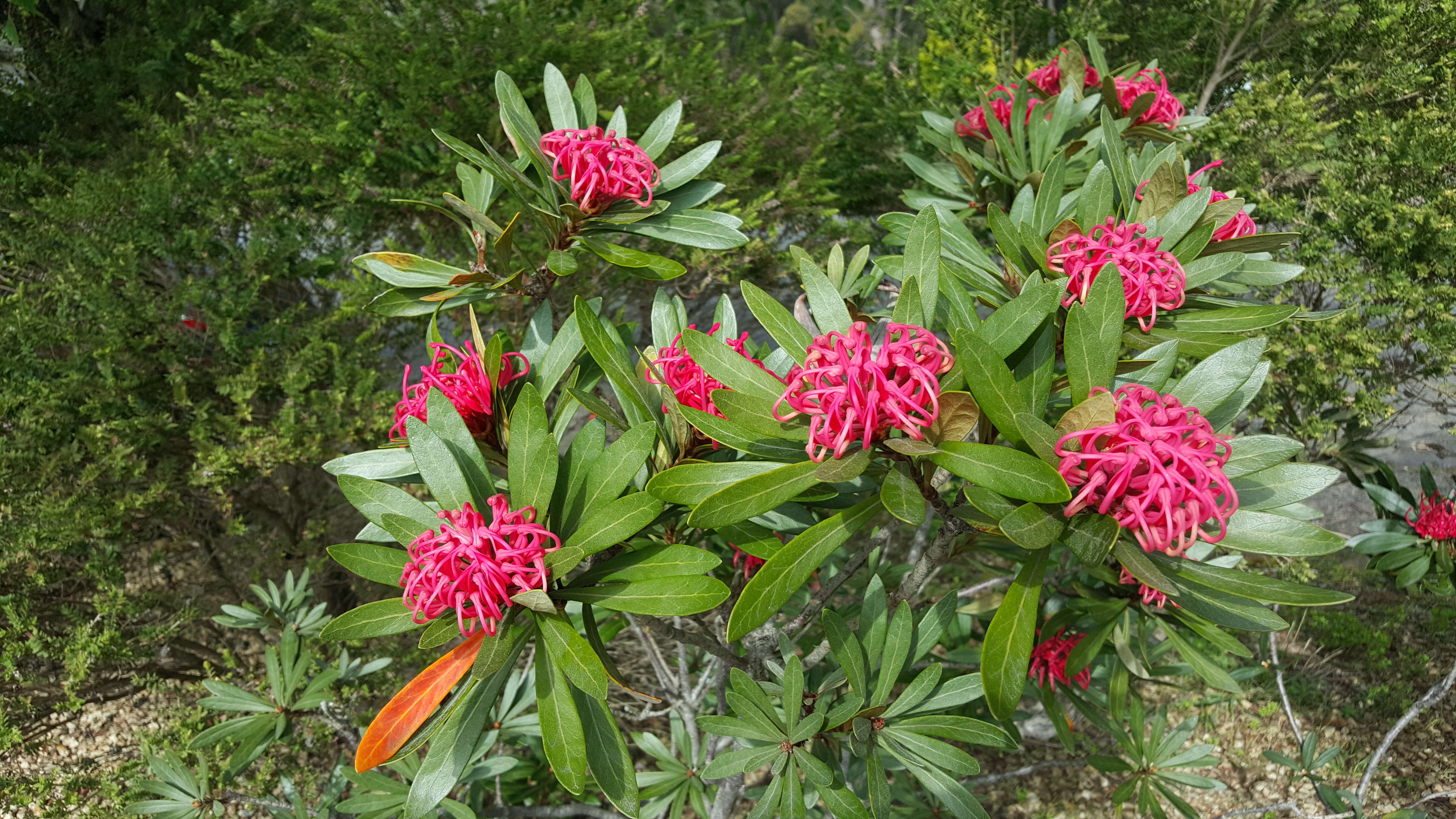 Image of Telopea truncata (Labill.) R. Br.