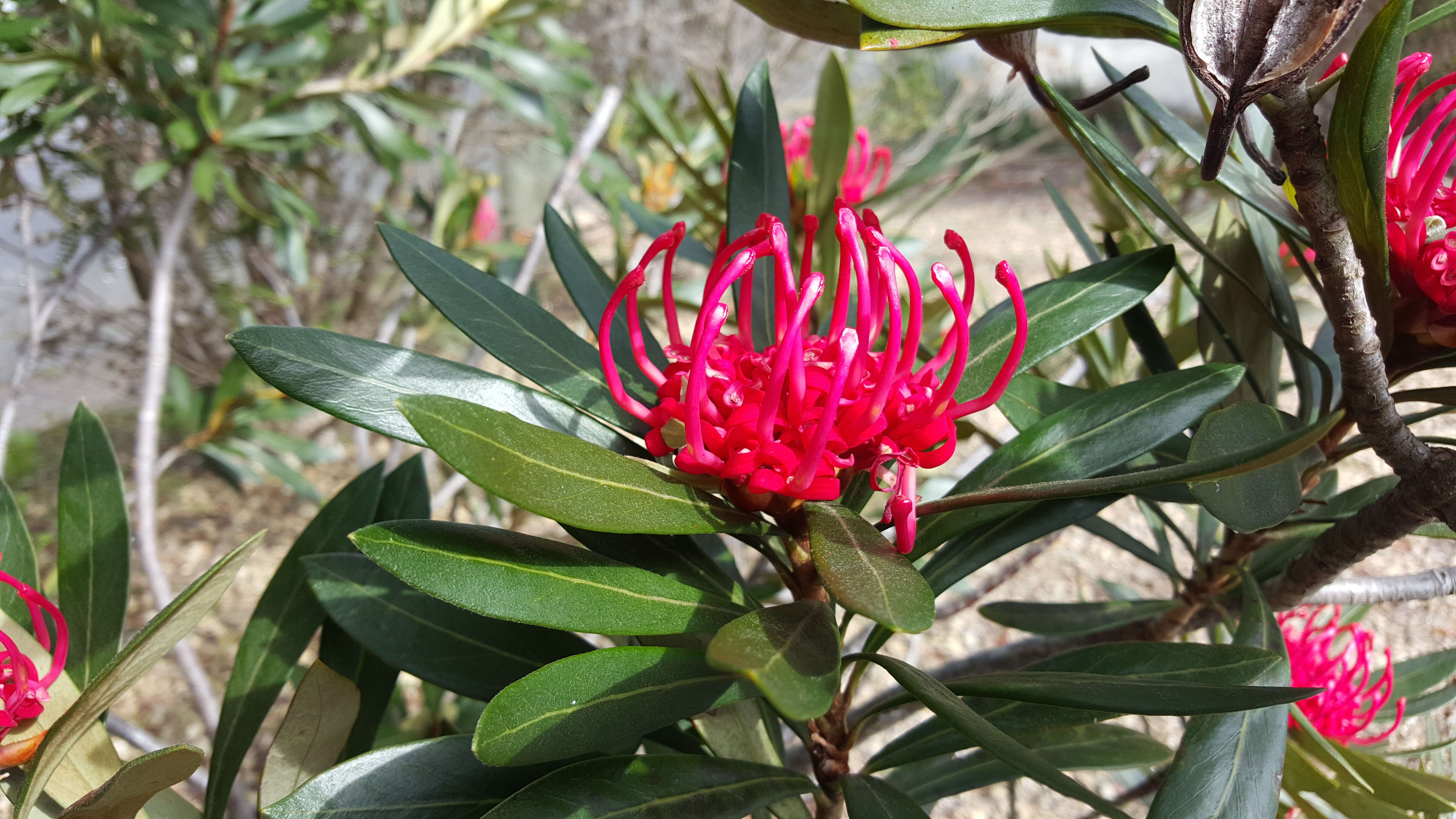 Image of Telopea truncata (Labill.) R. Br.