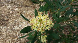 Image of Telopea truncata (Labill.) R. Br.