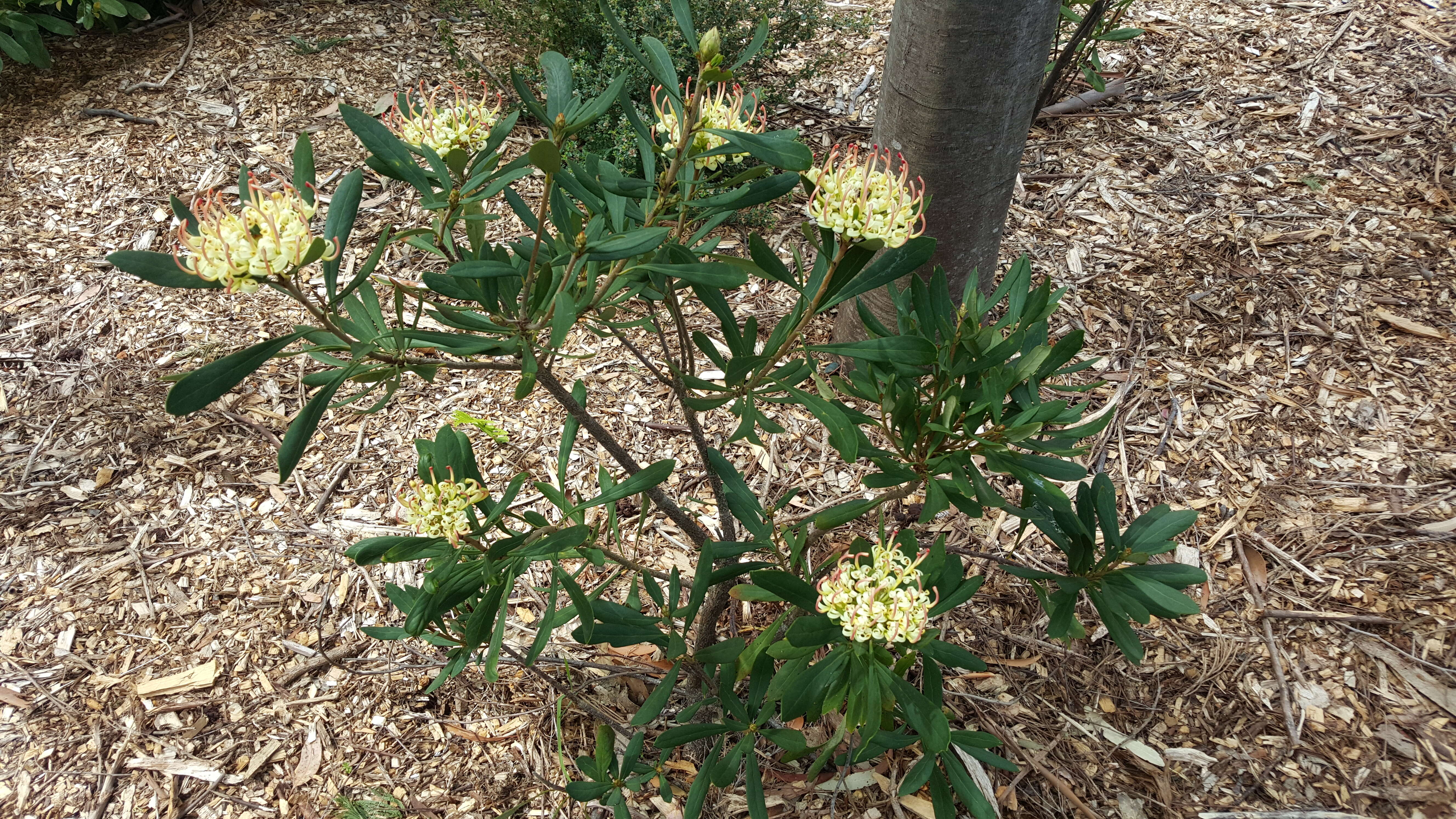 Image of Telopea truncata (Labill.) R. Br.