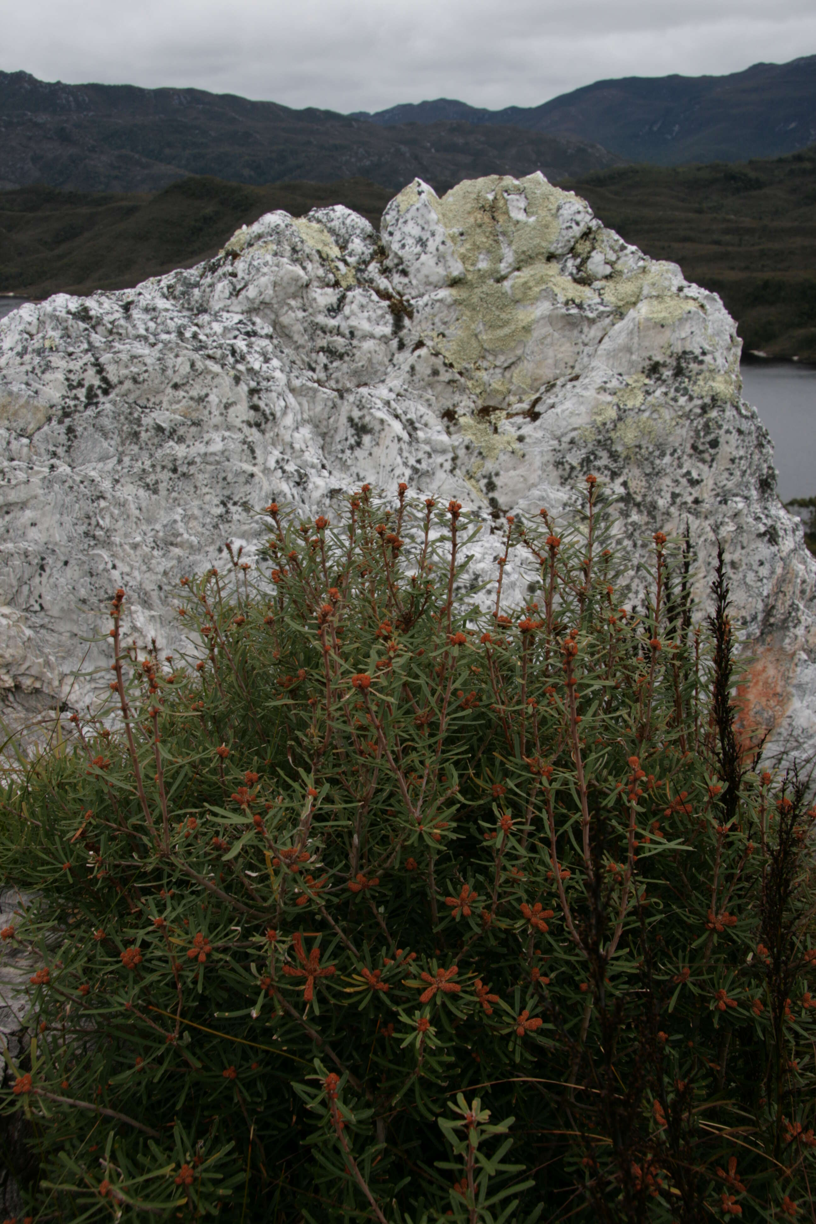 Imagem de Banksia marginata Cav.