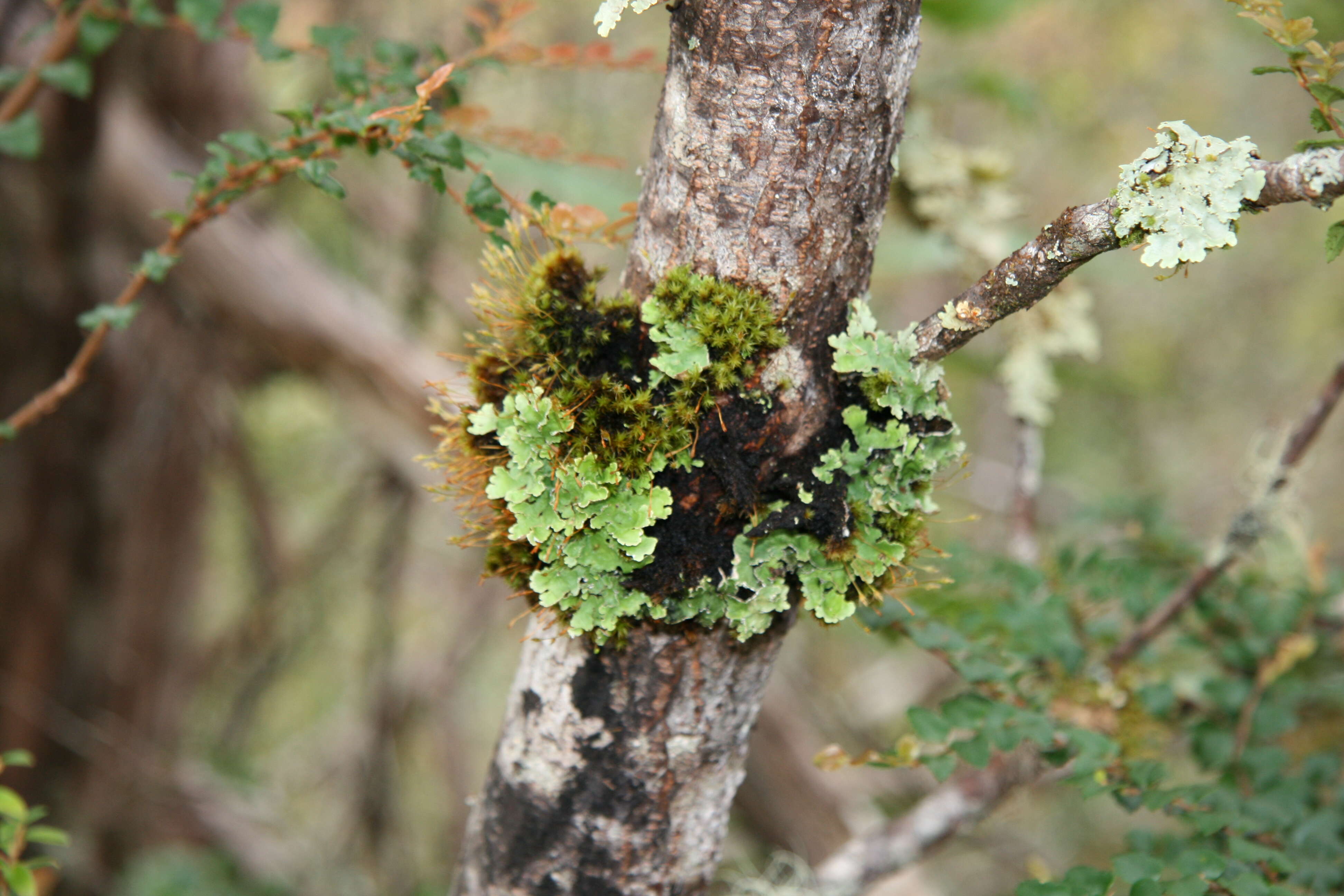 Image of Telopea truncata (Labill.) R. Br.