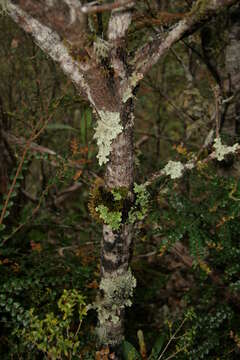 Image of Telopea truncata (Labill.) R. Br.