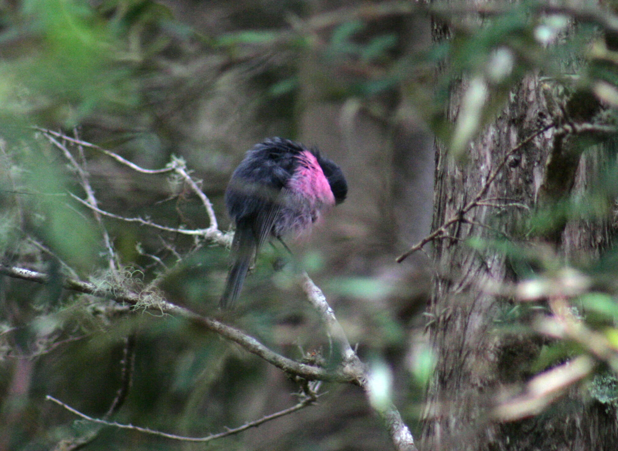 Image of Pink Robin