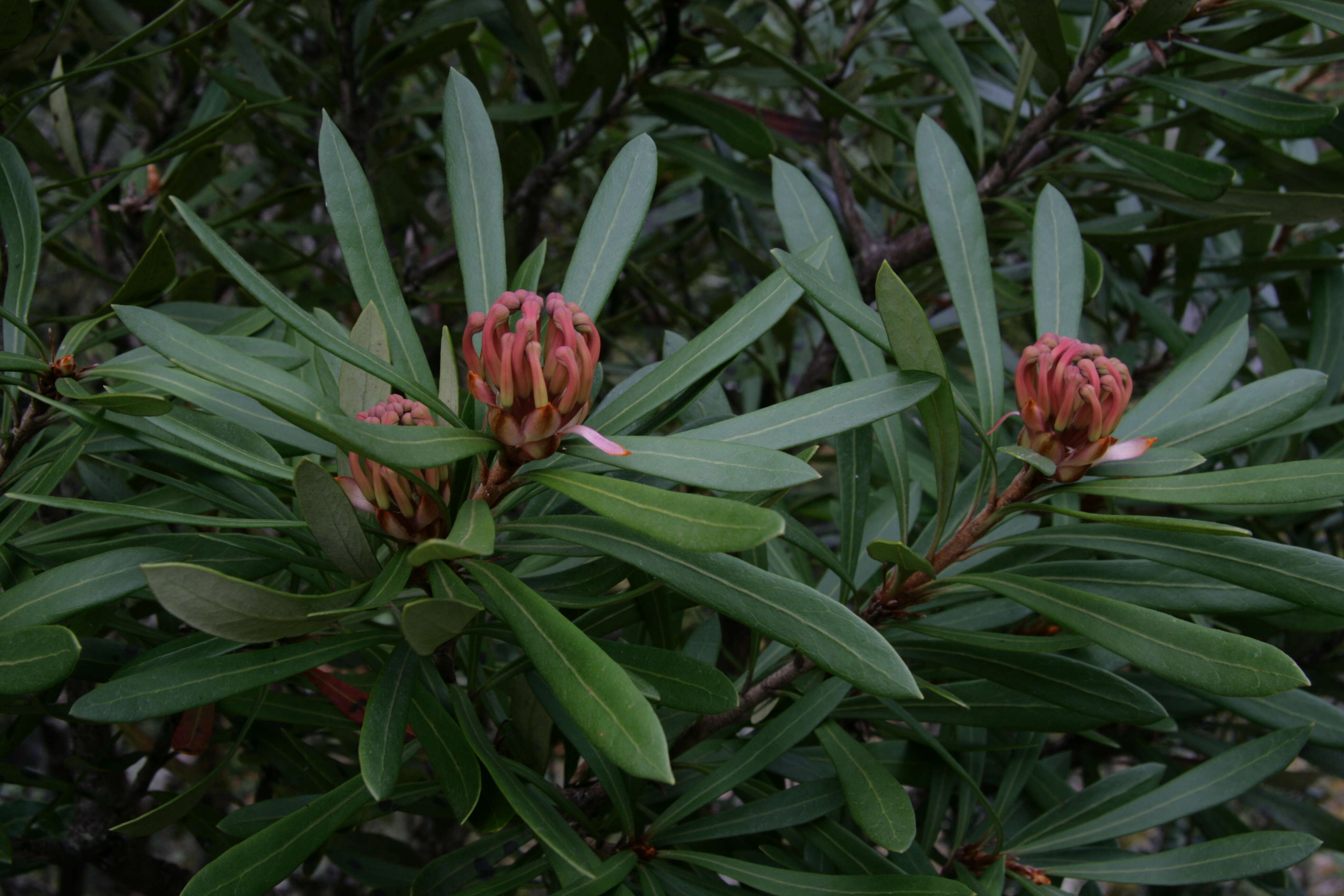 Image of Telopea truncata (Labill.) R. Br.