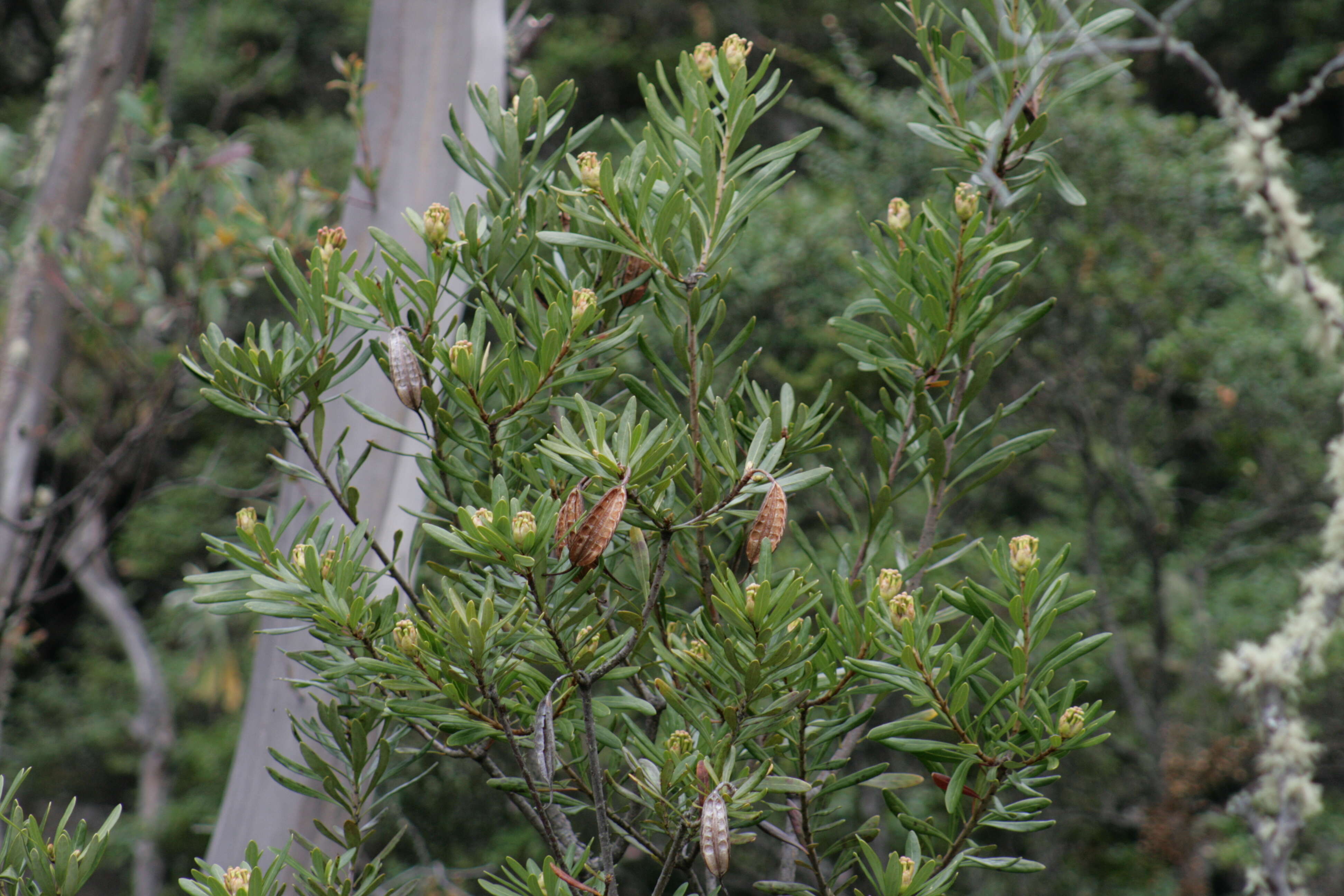 Image of Telopea truncata (Labill.) R. Br.