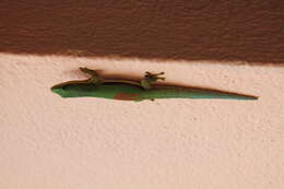 Plancia ëd Phelsuma lineata Gray 1842