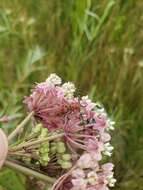 Image of Red-femured Milkweed Borer