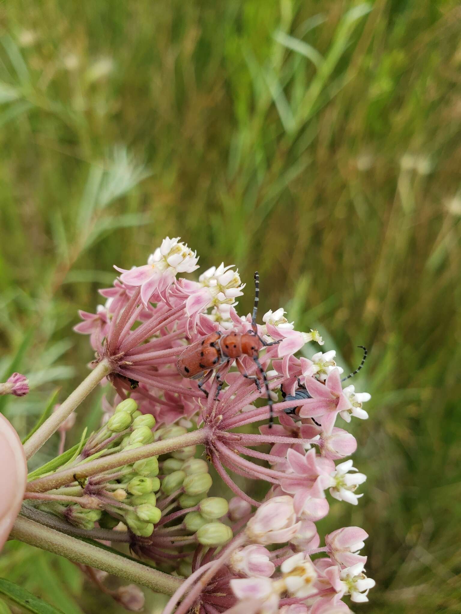 Image of Red-femured Milkweed Borer