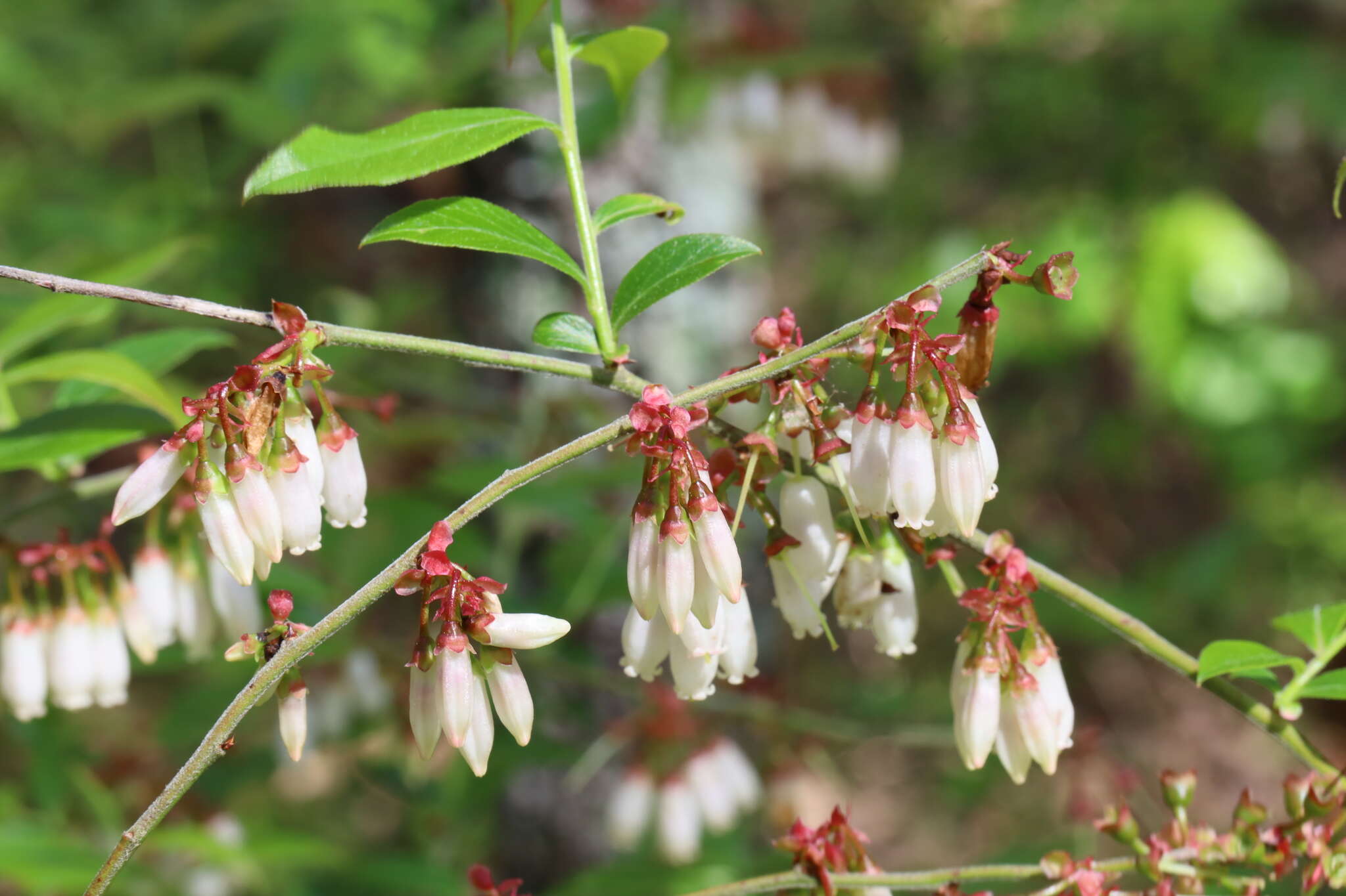 Image de Vaccinium virgatum Ait.