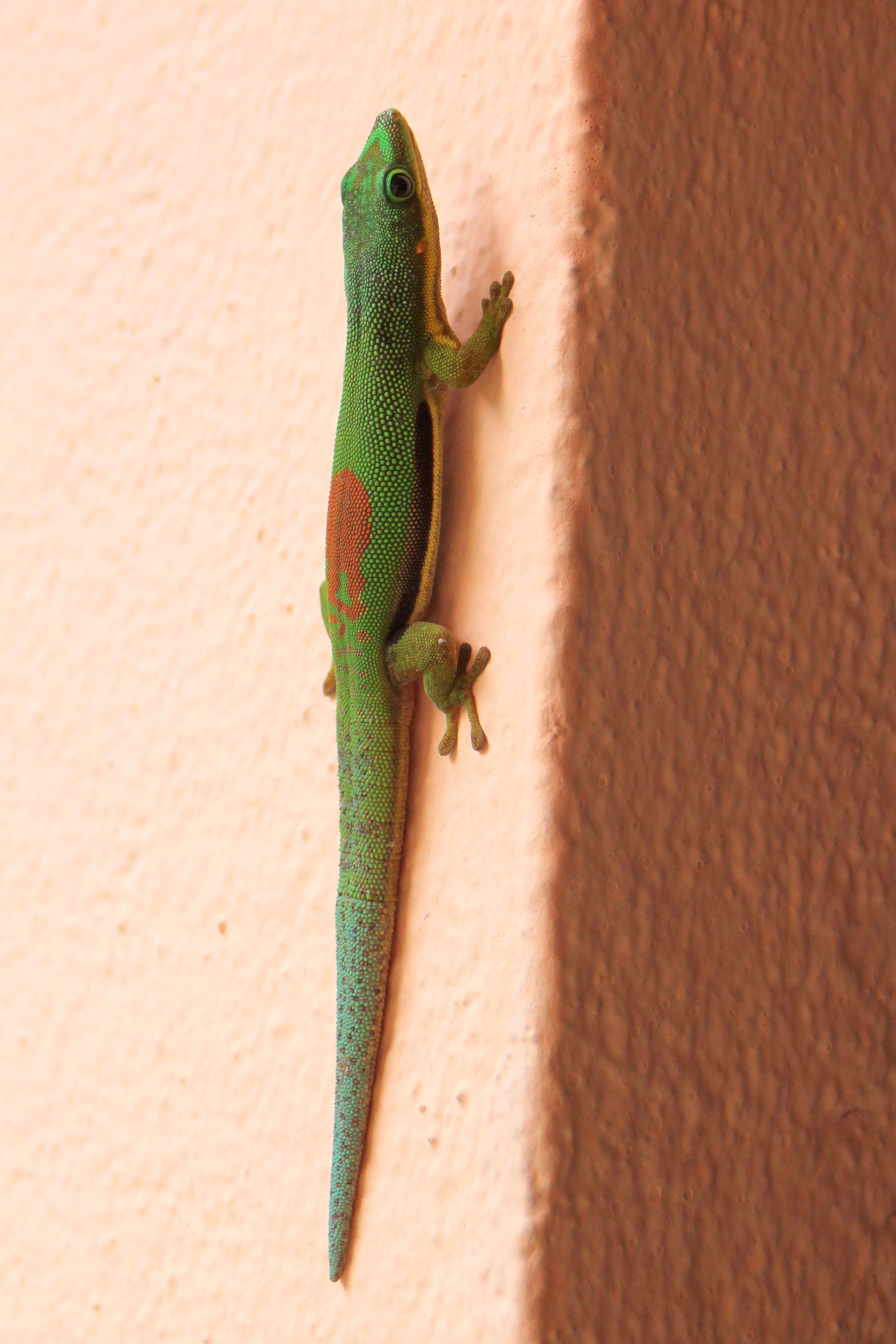 Plancia ëd Phelsuma lineata Gray 1842