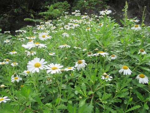 Image of Argyranthemum pinnatifidum (L. fil.) Webb