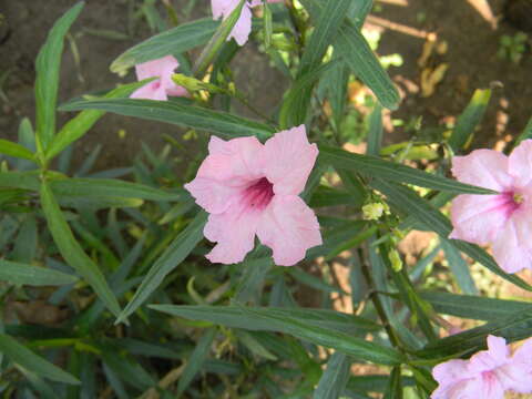 Image de Ruellia simplex Wright