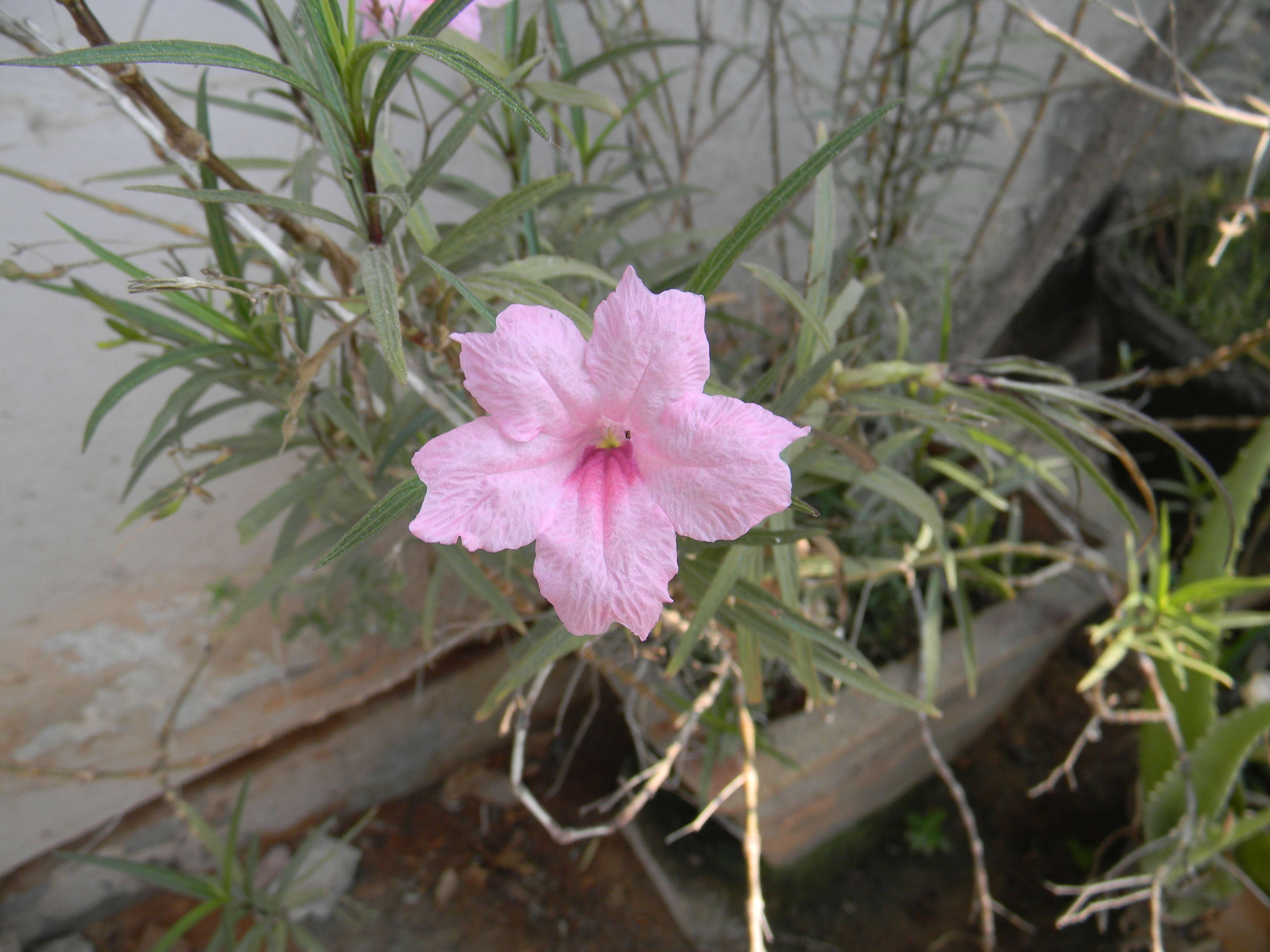 Image de Ruellia simplex Wright