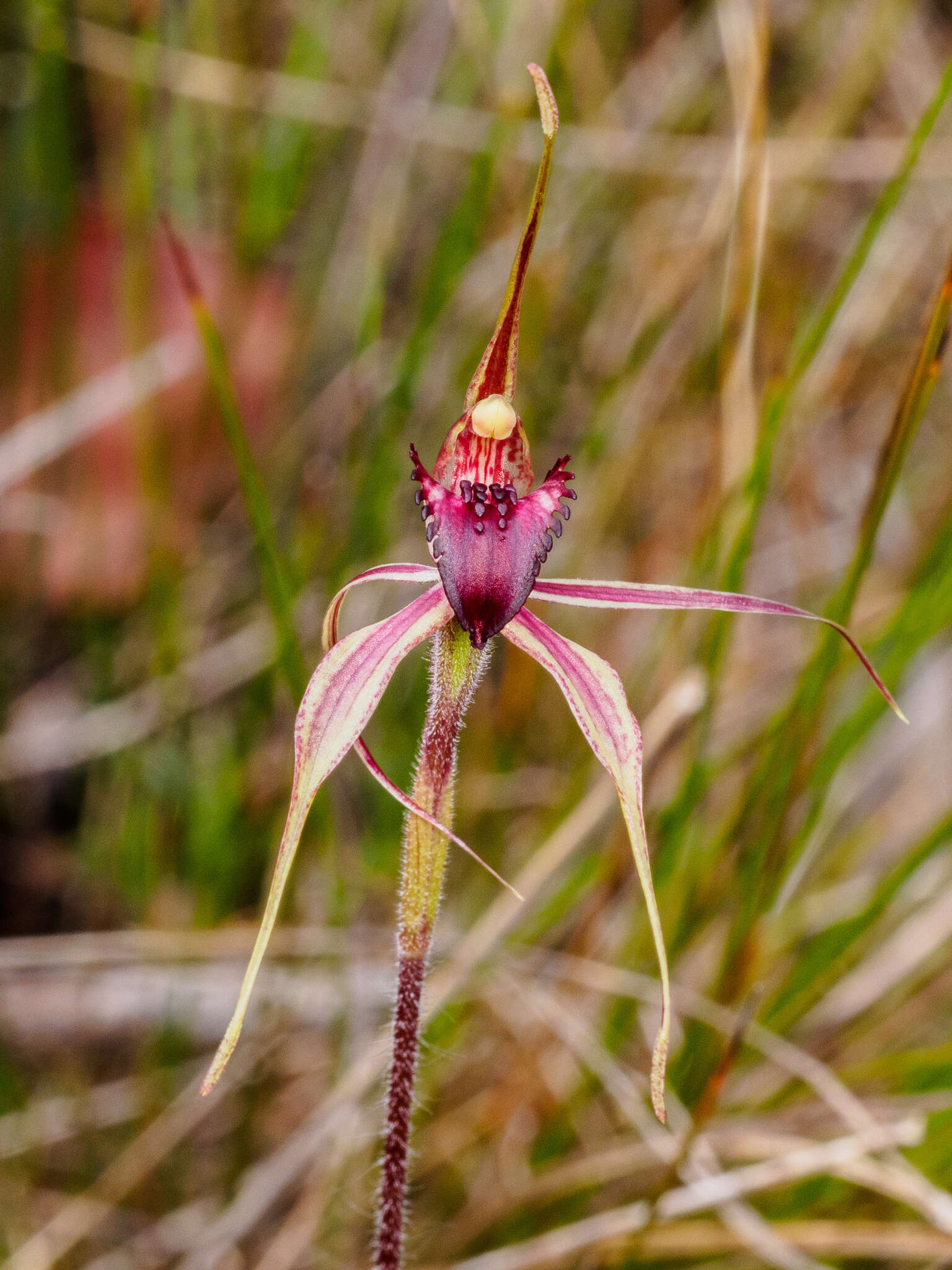 Image of Bats Ridges spider orchid